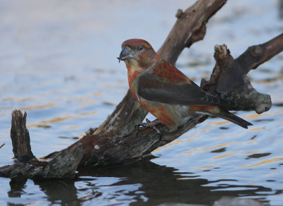 Red Crossbill - Loxia recurvirostra (Kruisbek)