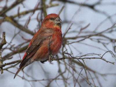 Red Crossbill - Loxia recurvirostra (Kruisbek)