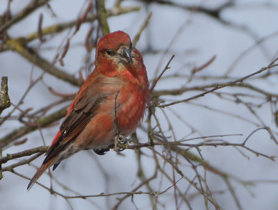 Red Crossbill - Loxia recurvirostra (Kruisbek)