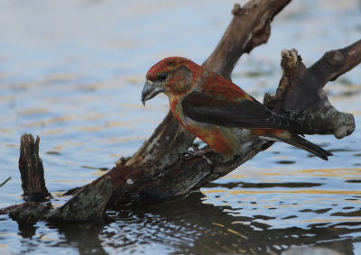Red Crossbill - Loxia recurvirostra (Kruisbek)
