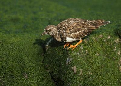 Ruddy Turnstone - Arenaria interpres (Steenloper)