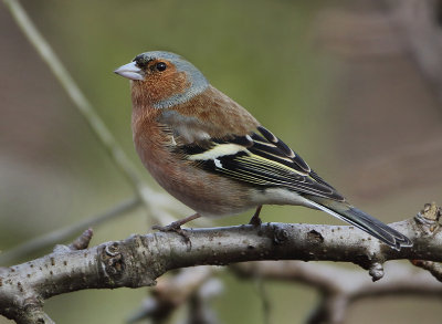 Chaffinch - Fringilla coelebs (Vink)
