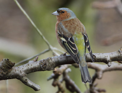 Chaffinch - Fringilla coelebs (Vink)