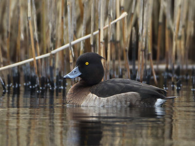 Tufted Duck - Aythya fuligula (Kuifeend)