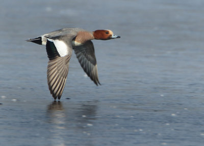 Eurasian Wigeon - Anas penelope (Smient)