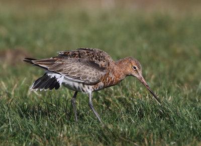Islandic Black-tailed Godwit - Limosa limosa islandica (IJslandse Grutto)