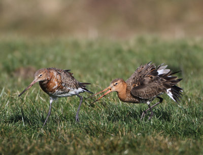 Islandic Black-tailed Godwit - Limosa limosa islandica (IJslandse Grutto) with Black-tailed Godwit - L.l.limosa