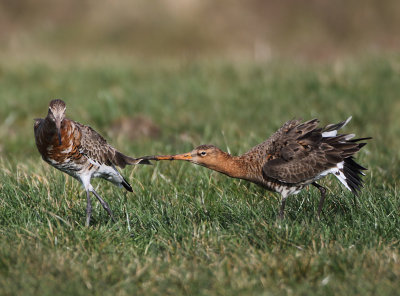 Islandic Black-tailed Godwit - Limosa limosa islandica (IJslandse Grutto) with Black-tailed Godwit - L.l.limosa