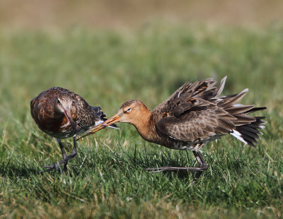 Islandic Black-tailed Godwit - Limosa limosa islandica (IJslandse Grutto) with Black-tailed Godwit - L.l.limosa