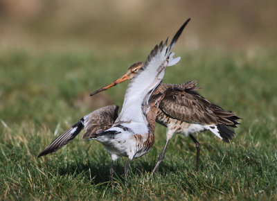 Islandic Black-tailed Godwit - Limosa limosa islandica (IJslandse Grutto) with Black-tailed Godwit - L.l.limosa