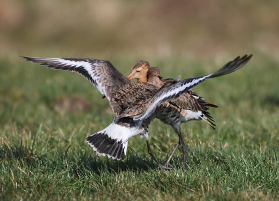 Islandic Black-tailed Godwit - Limosa limosa islandica (IJslandse Grutto) with Black-tailed Godwit - L.l.limosa