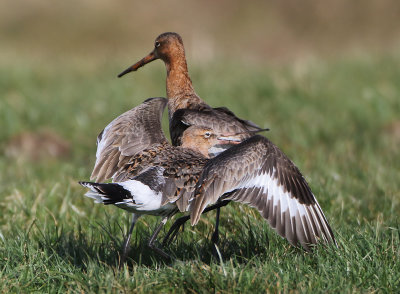 Islandic Black-tailed Godwit - Limosa limosa islandica (IJslandse Grutto) with Black-tailed Godwit - L.l.limosa