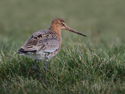 Black-tailed Godwit - Limosa limosa (Grutto)