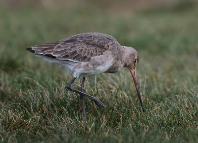 Black-tailed Godwit - Limosa limosa (Grutto)