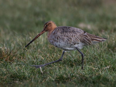 Black-tailed Godwit - Limosa limosa (Grutto)