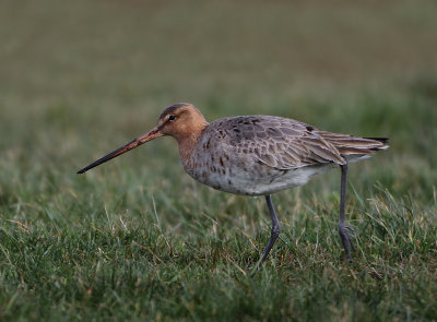 Black-tailed Godwit - Limosa limosa (Grutto)