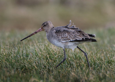 Black-tailed Godwit - Limosa limosa (Grutto)