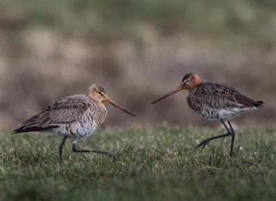 Black-tailed Godwit - Limosa limosa (Grutto)
