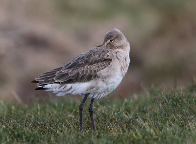 Black-tailed Godwit - Limosa limosa (Grutto)