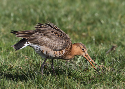 Black-tailed Godwit - Limosa limosa (Grutto)