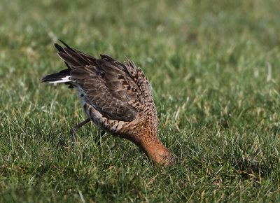 Black-tailed Godwit - Limosa limosa (Grutto)