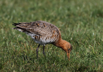 Black-tailed Godwit - Limosa limosa (Grutto)