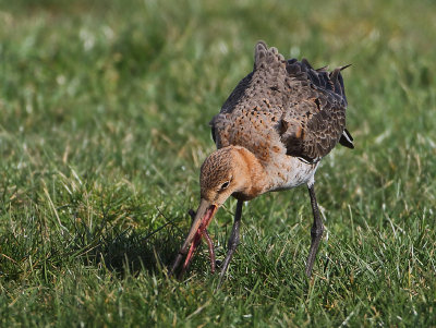 Black-tailed Godwit - Limosa limosa (Grutto)