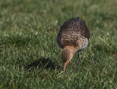 Black-tailed Godwit - Limosa limosa (Grutto)