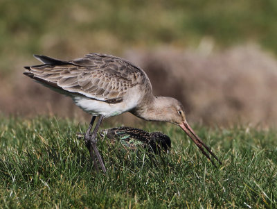 Black-tailed Godwit - Limosa limosa (Grutto)