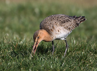 Black-tailed Godwit - Limosa limosa (Grutto)