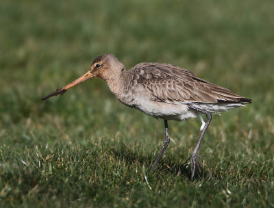 Black-tailed Godwit - Limosa limosa (Grutto)