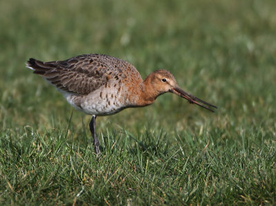 Black-tailed Godwit - Limosa limosa (Grutto)