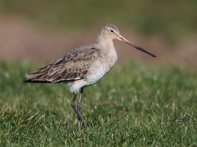Black-tailed Godwit - Limosa limosa (Grutto)
