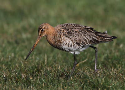 Black-tailed Godwit - Limosa limosa (Grutto)