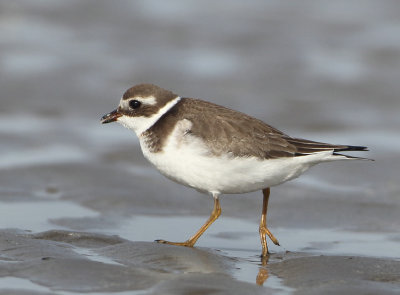 Greater Ringed Plover - Charadrius hiaticula (Bontbekplevier)