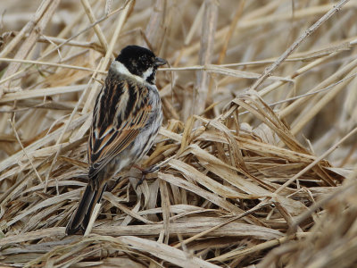 Reed Bunting - Emberiza schoeniclus (Rietgors)