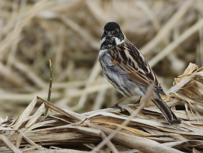 Reed Bunting - Emberiza schoeniclus (Rietgors)