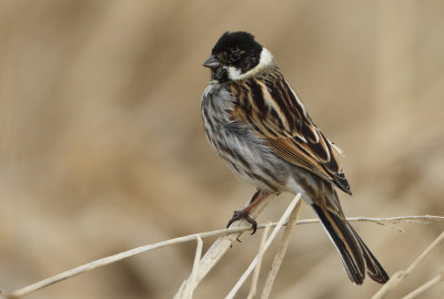 Reed Bunting - Emberiza schoeniclus (Rietgors)