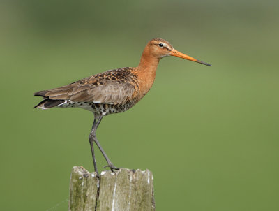 Black-tailed Godwit - Limosa limosa (Grutto)