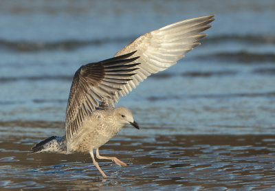 Herring Gull - Larus argentatus (Zilvermeeuw)