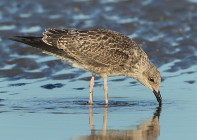 Herring Gull - Larus argentatus (Zilvermeeuw)