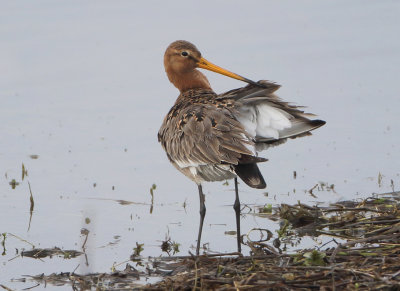 Black-tailed Godwit - Limosa limosa (Grutto)
