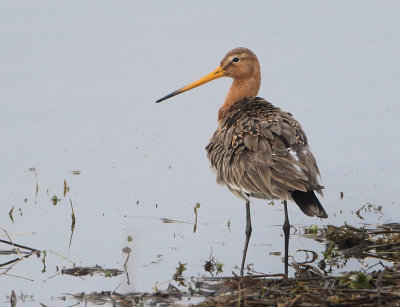 Black-tailed Godwit - Limosa limosa (Grutto)