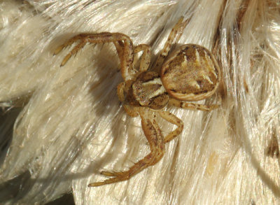 Xysticus-spec