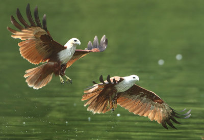 Brahminy Kite - Haliastur indus (Brahmaanse Wouw)