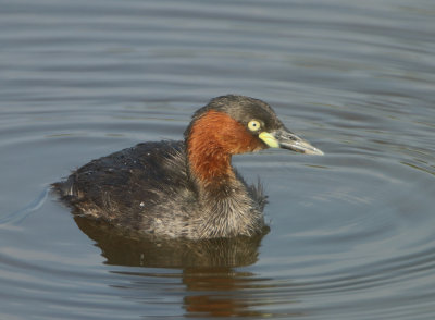 Little Grebe - Tachybaptes ruficollis poggei (Dodaars)