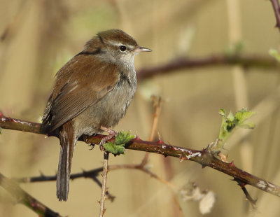 Cetti's Warbler - Cettia cetti (Cetti's Zanger)