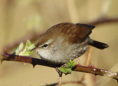 Cetti's Warbler - Cettia cetti (Cetti's Zanger)