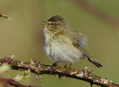 Northern Chiffchaff - Phylloscopus collybita (Tjiftjaf)