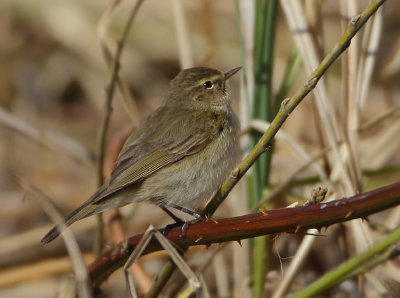 Northern Chiffchaff - Phylloscopus collybita (Tjiftjaf)